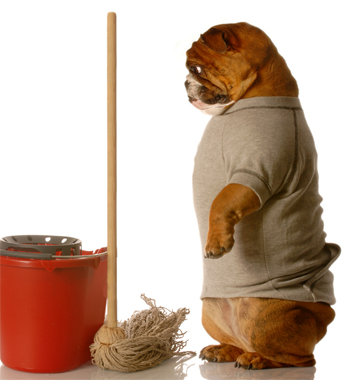 Pet Urine Stains and Odour Removal Pet Urine Stains and Odour Removal