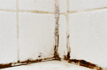 Tile Grout Cleaning Tile Grout Cleaning